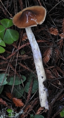 Cortinarius seidliae