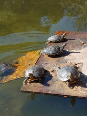 Trachemys scripta elegans image