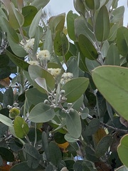 Eucalyptus pleurocarpa