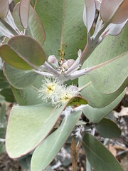 Eucalyptus pleurocarpa