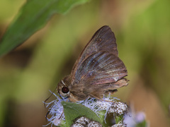 Coeliadinae