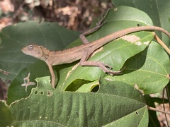 Calotes versicolor
