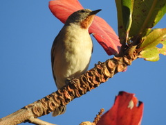 Conopophila rufogularis