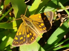 Metisella