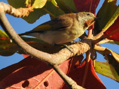 Conopophila rufogularis