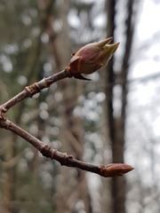 Viburnum grandiflorum