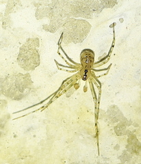 Nesticus cellulanus