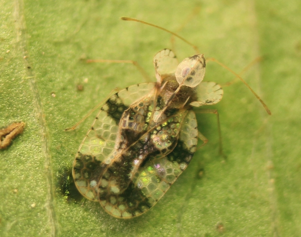 Pear Lace Bug