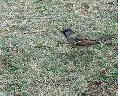Passer domesticus