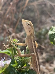 Calotes versicolor