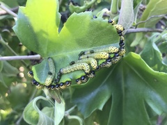 Ceratulus spectabilis