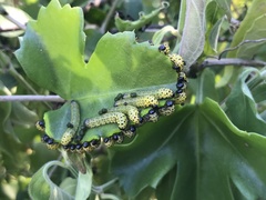 Ceratulus spectabilis