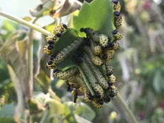 Ceratulus spectabilis