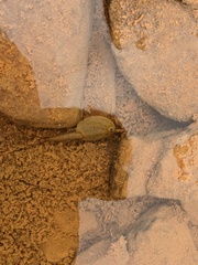 Triops australiensis