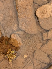 Triops australiensis