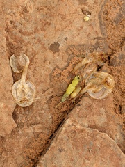Triops australiensis