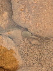 Triops australiensis