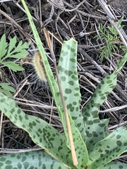 Ledebouria inquinata