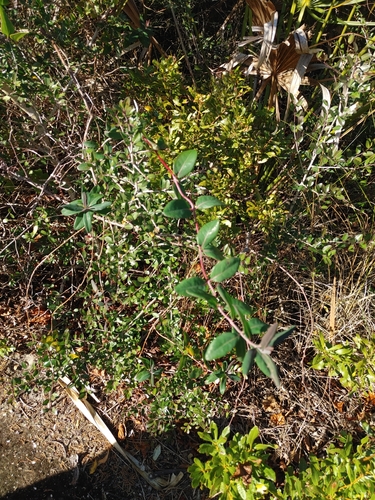 Caprifoliaceae image