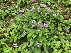 Viola philippica pseudojaponica