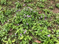 Viola philippica pseudojaponica