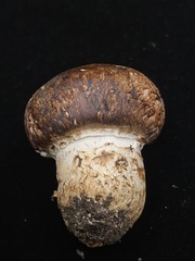 Agaricus pattersoniae