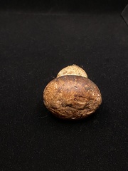 Agaricus pattersoniae