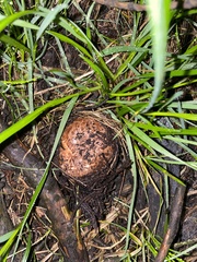Agaricus pattersoniae