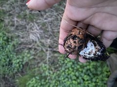 Agaricus pattersoniae