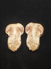 Agaricus pattersoniae