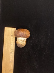 Agaricus pattersoniae