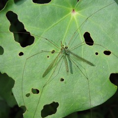 Leptotarsus holochlorus