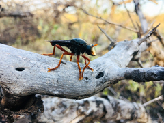 Proagonistes