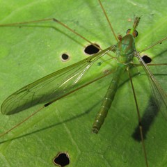 Leptotarsus holochlorus