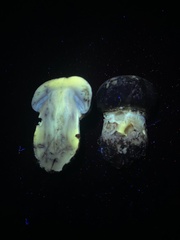 Agaricus pattersoniae