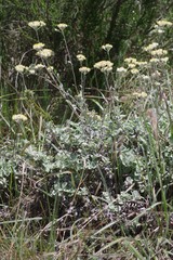 Helichrysum petiolare