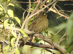 Stomiopera unicolor