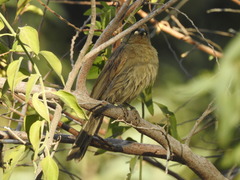 Stomiopera unicolor