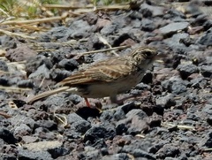 Mirafra javanica