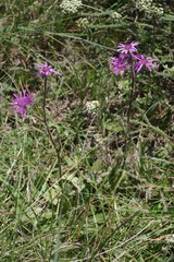 Senecio speciosus