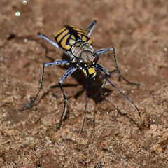 Chaetodera regalis
