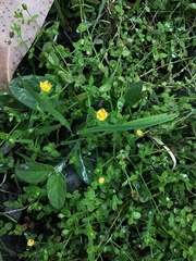 Hypericum japonicum