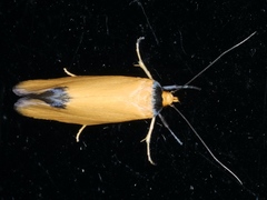 Microbela