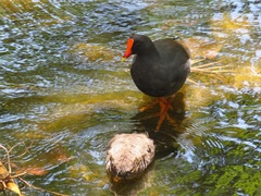 Gallinula tenebrosa
