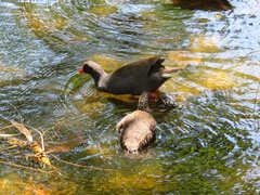 Gallinula tenebrosa