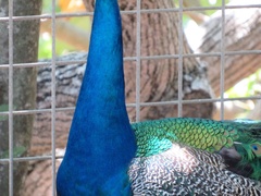 Pavo cristatus