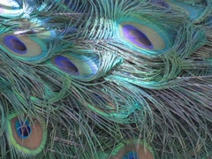 Pavo cristatus