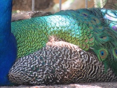 Pavo cristatus