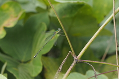 Lestes temporalis