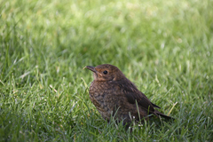 Turdus merula